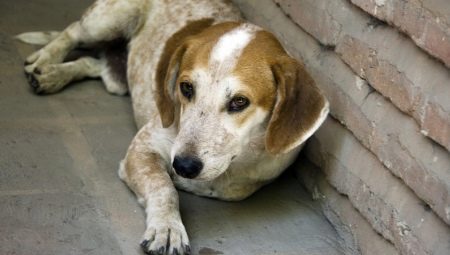 Mongrels: a description of mongrel dogs and the subtleties of raising them