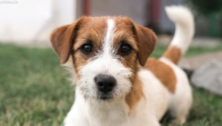 Jack Russell Terrier Broken: features of coat type, dog care