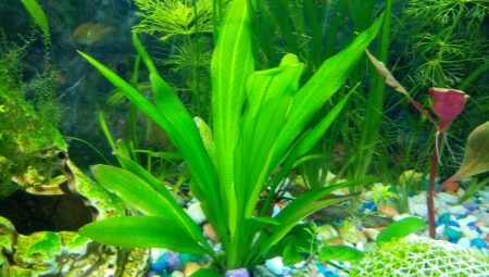 Echinodorus: description of the aquarium plant, types and content