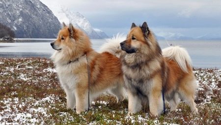 Eurasiers : description des races canines, tempérament et bases des soins