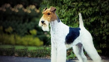 Fox Terrier: content rules and variety of nicknames