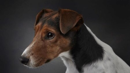 Smooth fox terriers: what do they look like and how to keep them?