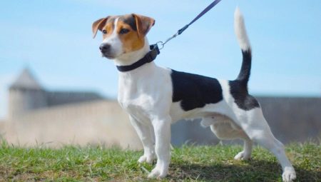Smooth-haired Jack Russell Terrier: appearance, character and rules of care