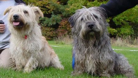 Glen of Imaal Terrier: description de la race irlandaise et soins du chien