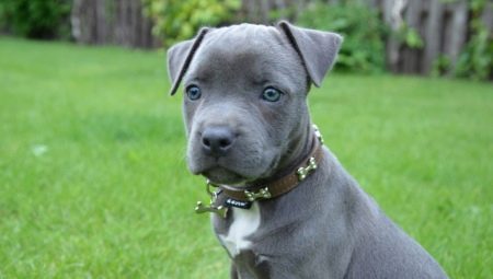 Blue Staffordshire Terrier: what does it look like and how to care for it?