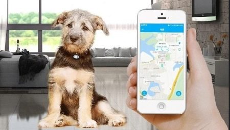 GPS trackers for dogs: why are you needed and how to choose them?
