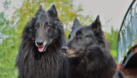 Groenendael : description et contenu de la race