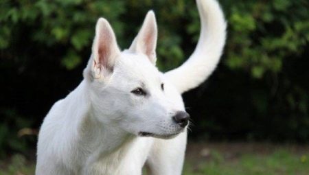 Canaan dog: breed description and tips for keeping