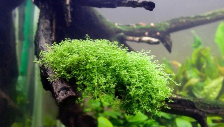 Hemianthus: species and content of aquarium plants