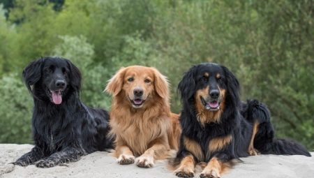 Hovawart: origin, temperament, care basics