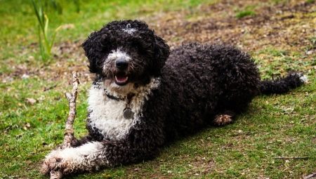 Spanish Water Dog: περιγραφή, φύση και περιεχόμενο της φυλής