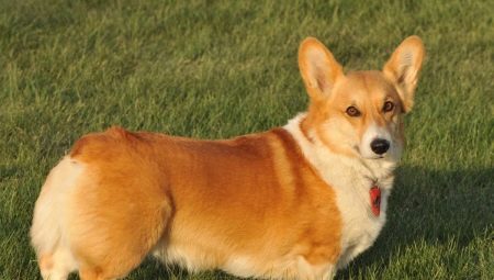 History of the Welsh Corgi breed