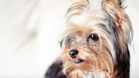 Yorkshire Terriers: breed standards, character, varieties and content