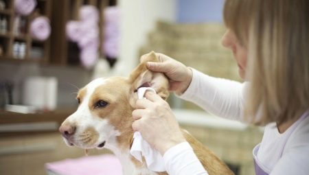 How to clean your dog's ears at home?