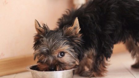 Comment et quoi nourrir les Yorkshire terriers ?