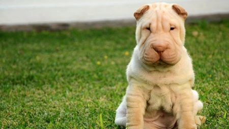 How and what to feed a Shar Pei?