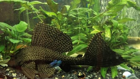 How and what to feed catfish in an aquarium?