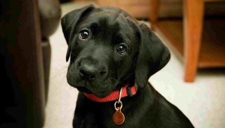 What can you call a black dog?