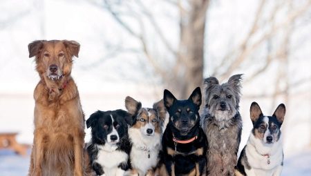 How can you determine the breed of a dog?