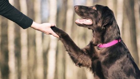Comment apprendre à un chien à donner une patte ?