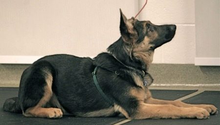 Comment apprendre à un chien à se coucher ?