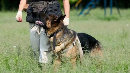 How to teach a dog to command nearby?