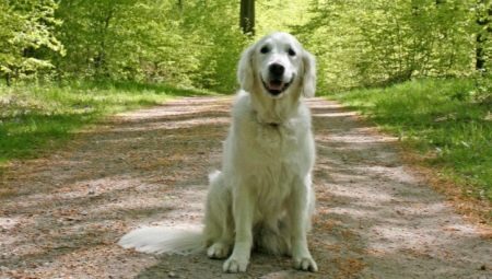 How to teach a dog to sit command?