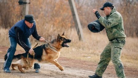 How to train a dog to command Fas?
