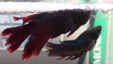 How to distinguish a female from a male cockerel fish?