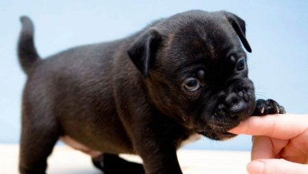 How to wean a puppy from biting?