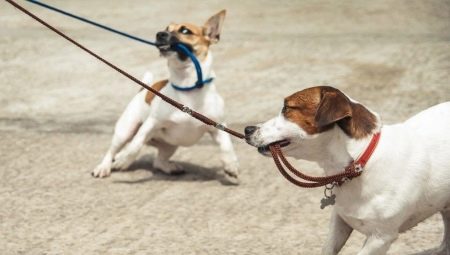 How to stop your dog from pulling the leash?