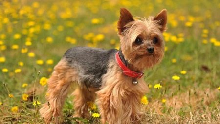 How to trim a terrier correctly?