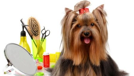 How to take proper care of dogs?