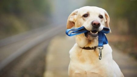 How to walk dogs properly?