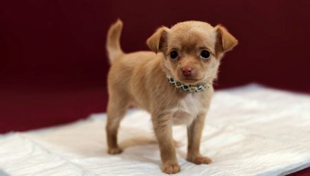 How to train your dog to go to the diaper?