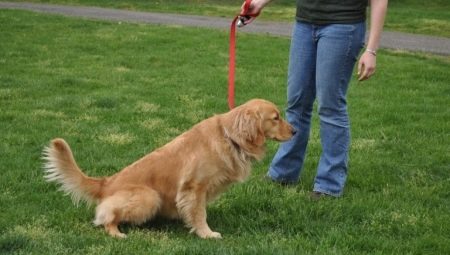 How to train your dog to go to the toilet on the street?