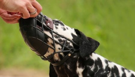How to train your dog to muzzle?