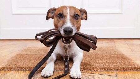 How to teach your dog to leash?