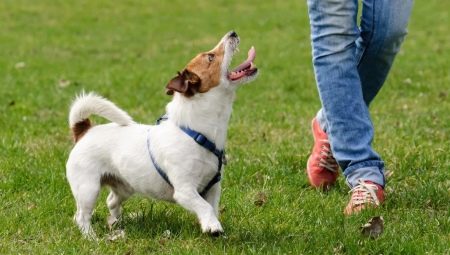 How to train your dog to be outdoors?