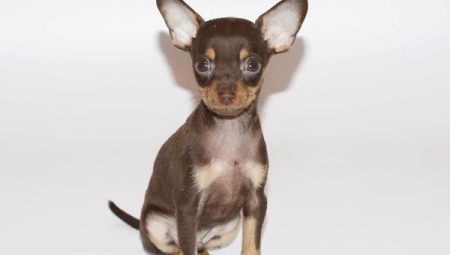 How to train a toy terrier to use the litter box?