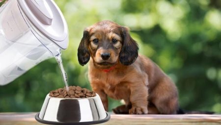 How to soak dry puppy food?