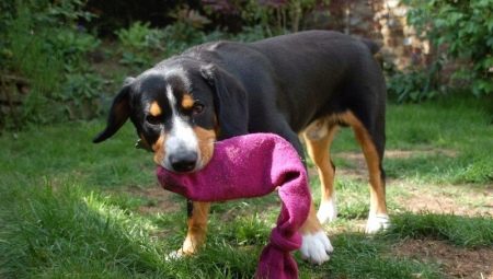 How to make DIY toys for dogs?