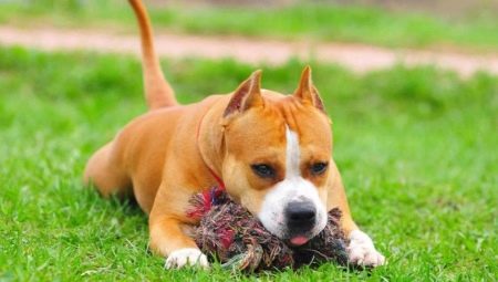 How to raise and train a Staffordshire Terrier?