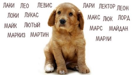How to choose a nickname for large breed dogs?
