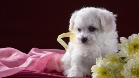 What nicknames can you give to white dogs?