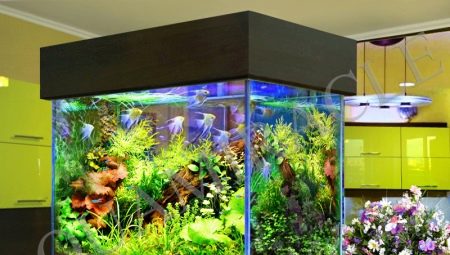 What kind of algae are in the aquarium and how to get rid of them?