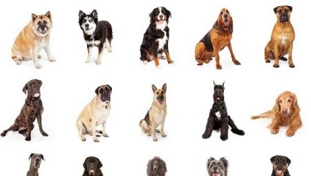 What kind of dog is better to have in an apartment and a private house?