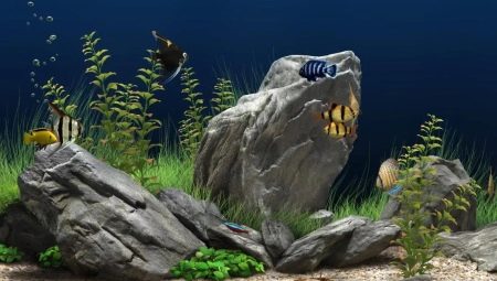 Pierres d'aquarium: types, sélection et application