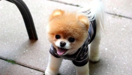 Dwarf dog breeds: advantages and disadvantages, types, choice and care