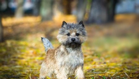 Cairn Terrier : caractéristiques de la race, contenu et choix du surnom